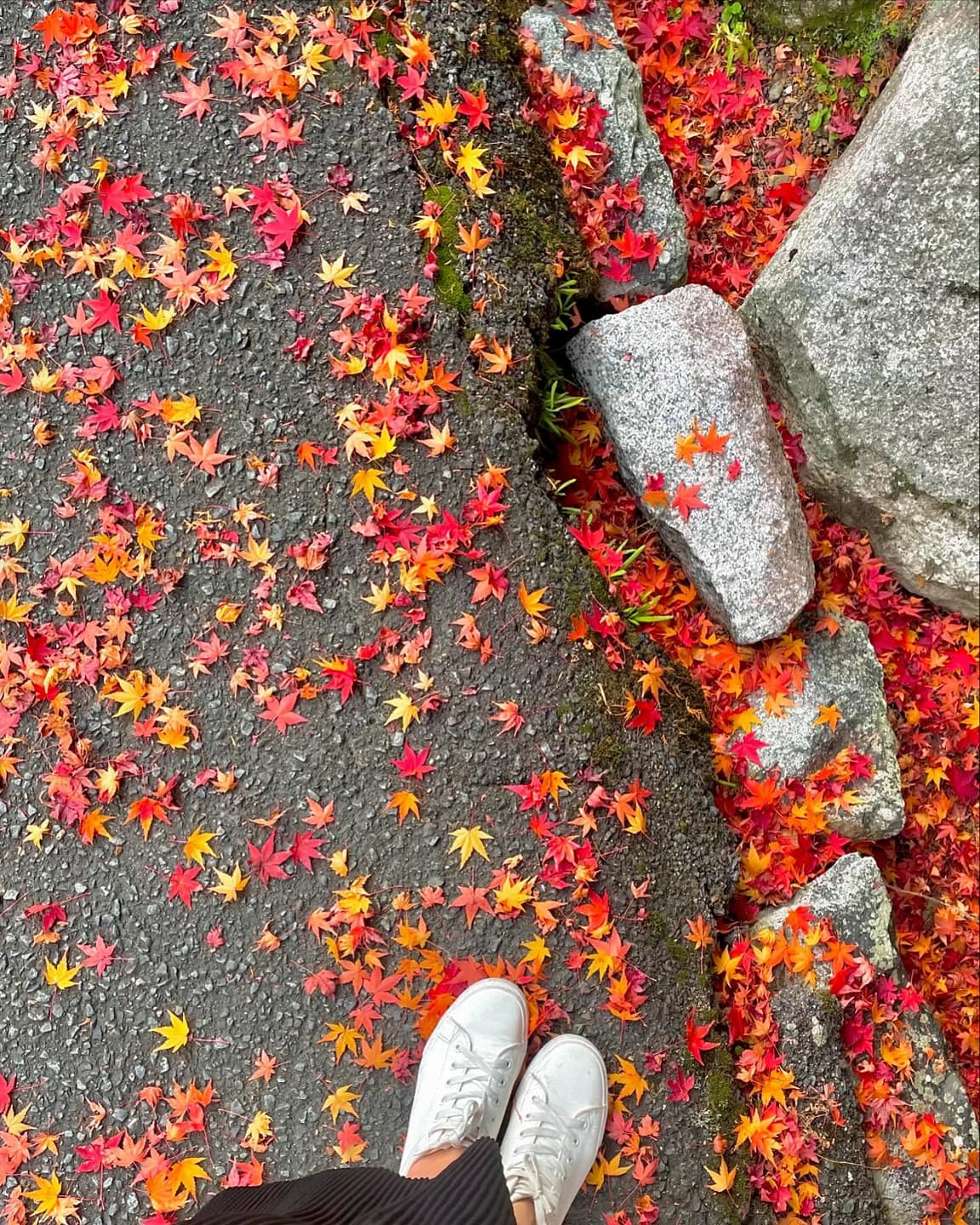 Autumn Leaf-Peeping Spots in Japan 5