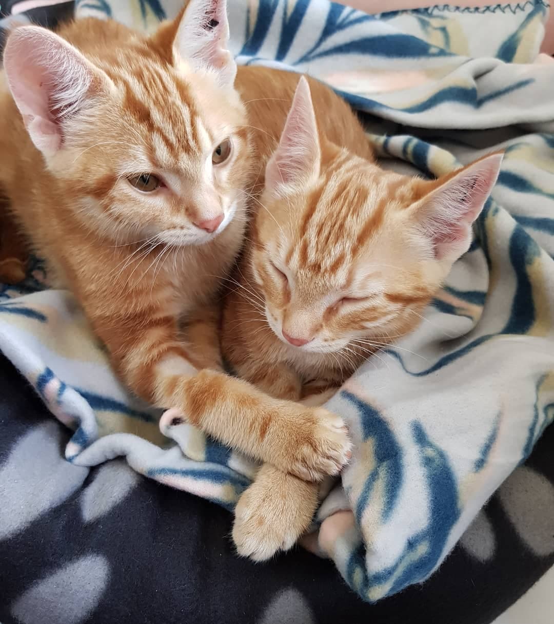 Our New Kittens Map Post