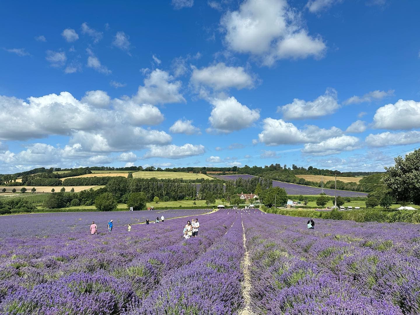 Lavender 💜💜 3