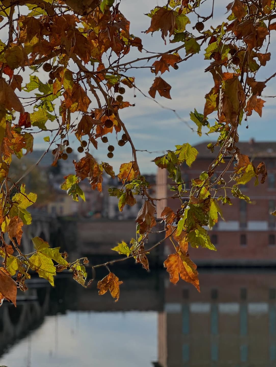 Toulouse: A Place to Settle In 5