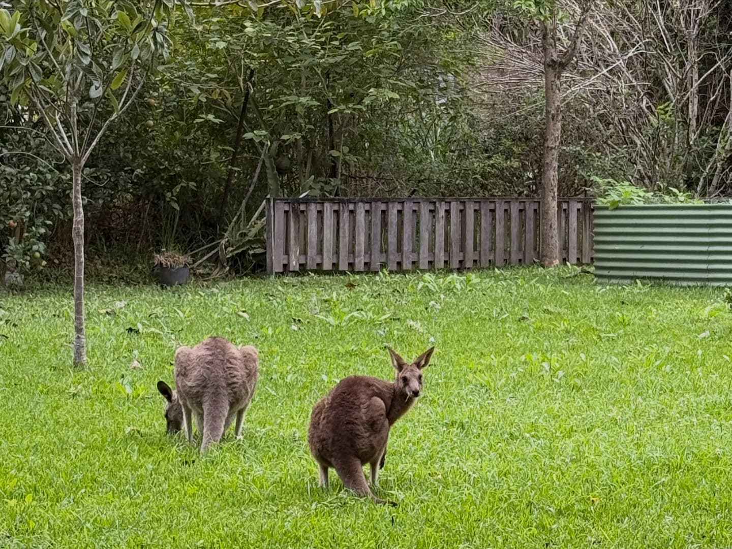 NZ & Aus Remix 4