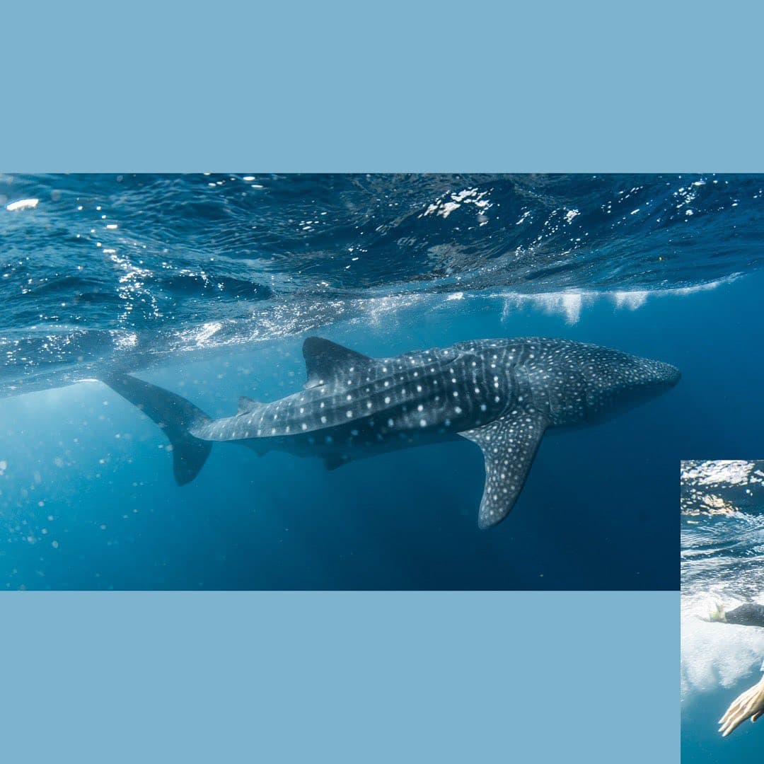 Whale Shark Se