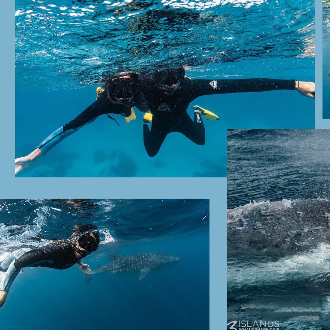 Whale Shark Se 2
