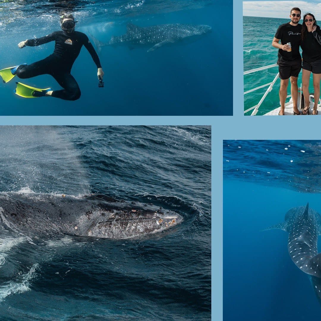 Whale Shark Se 3