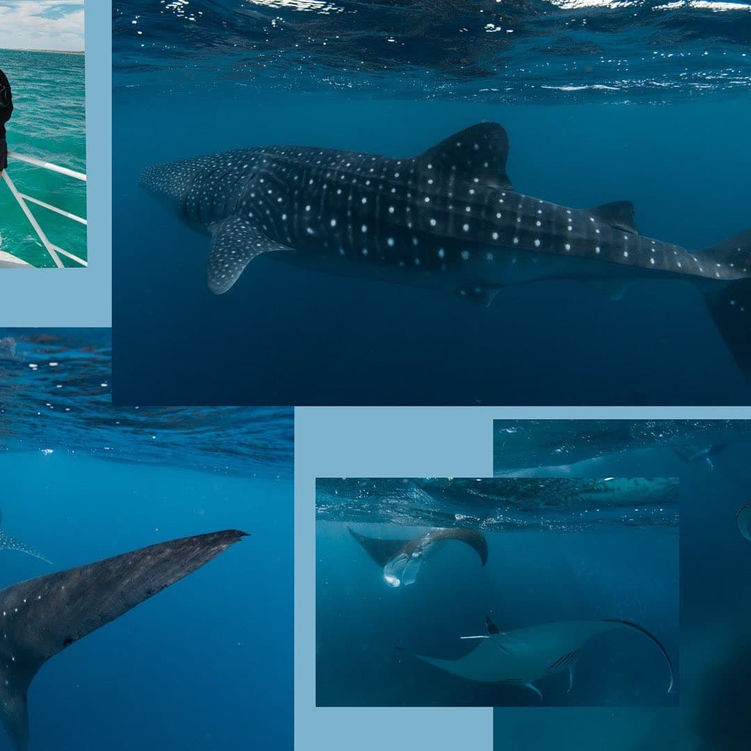 Whale Shark Se 4
