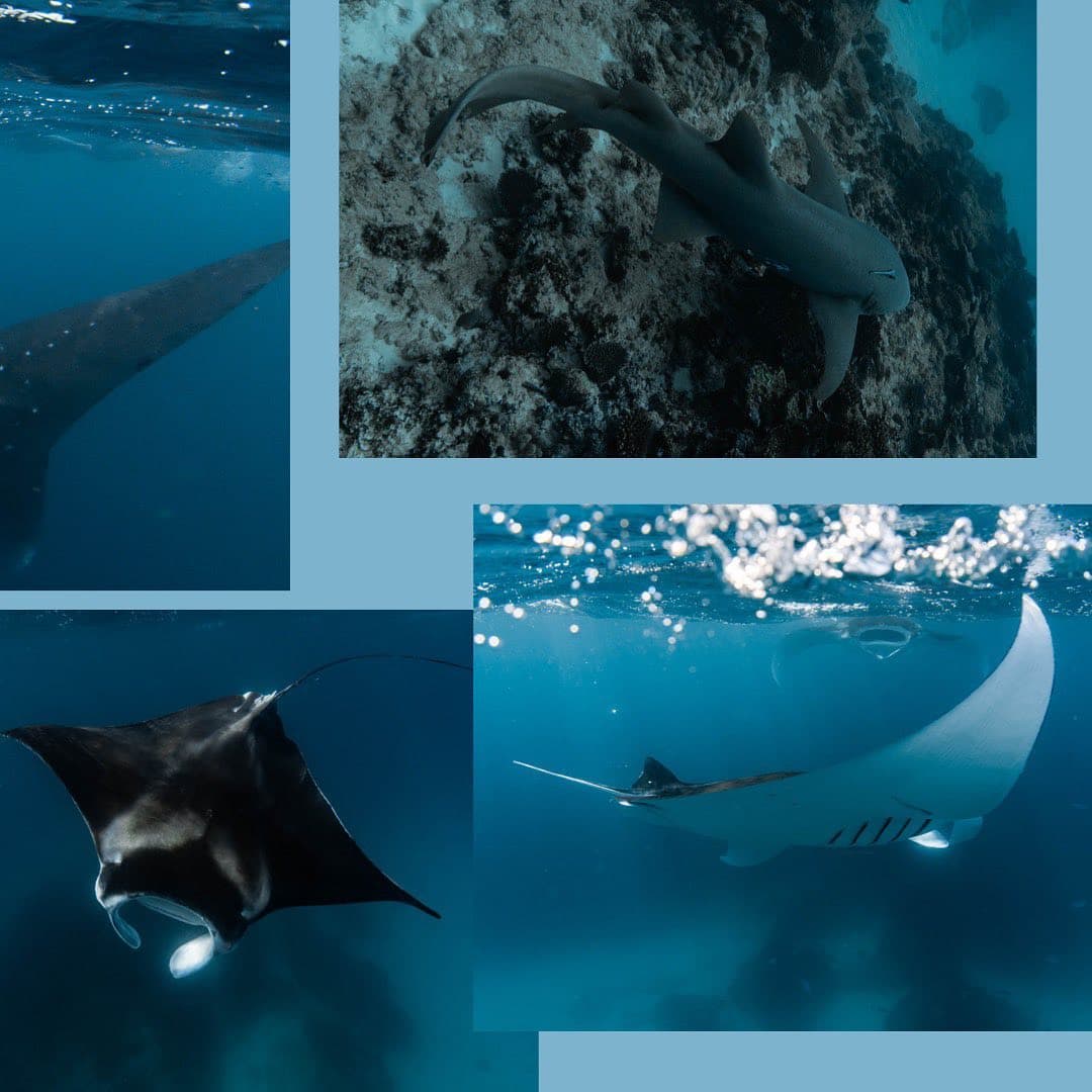 Whale Shark Se 5
