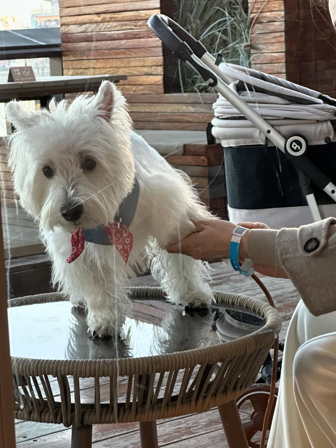 Here are some adorable photos of my dog! 4