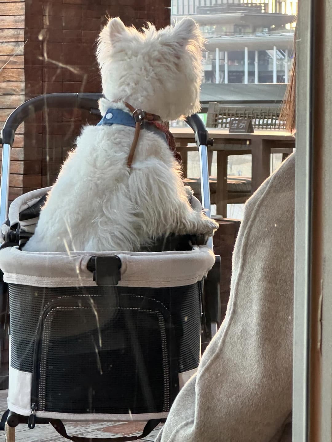 Here are some adorable photos of my dog! 5