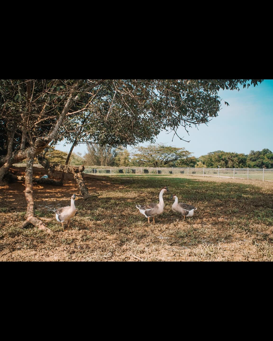 📸Tractor🦌Goose 6