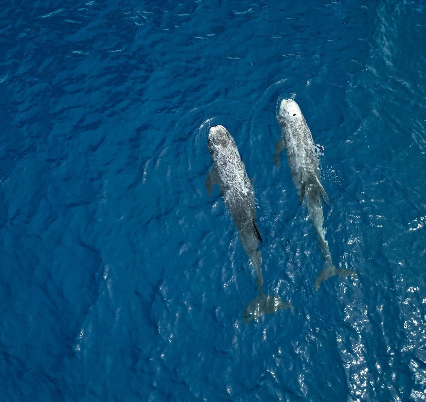 Risso's Dolphin Sighting in Ilimanu