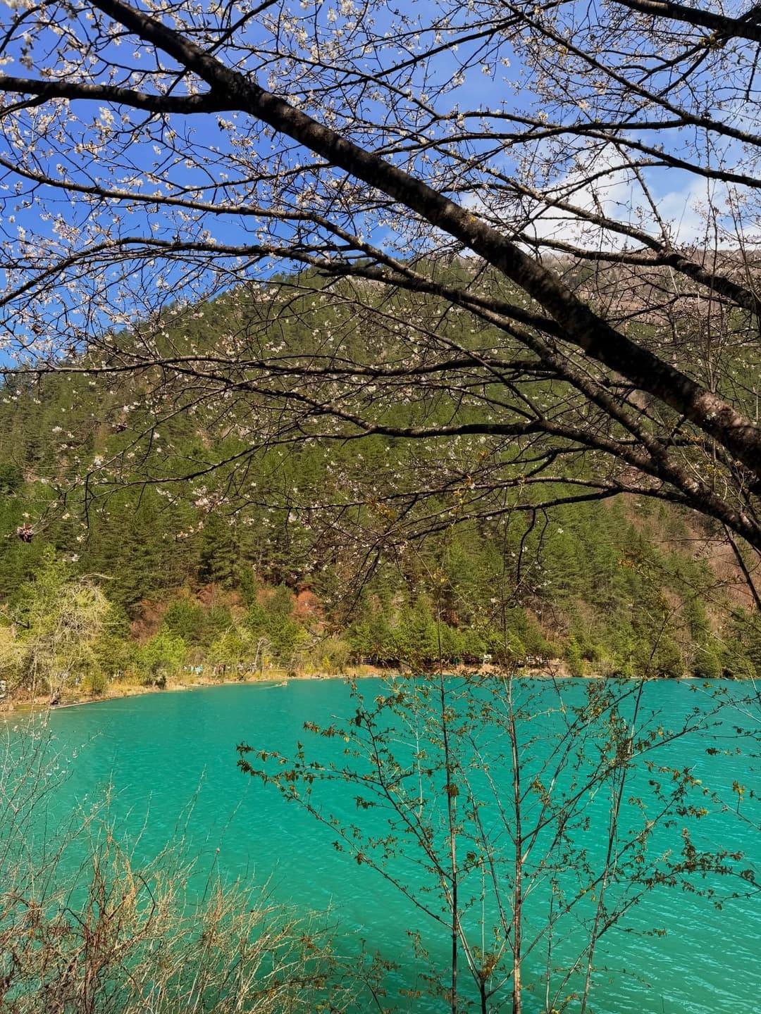 Jiuzhaigou Scenery Share 3