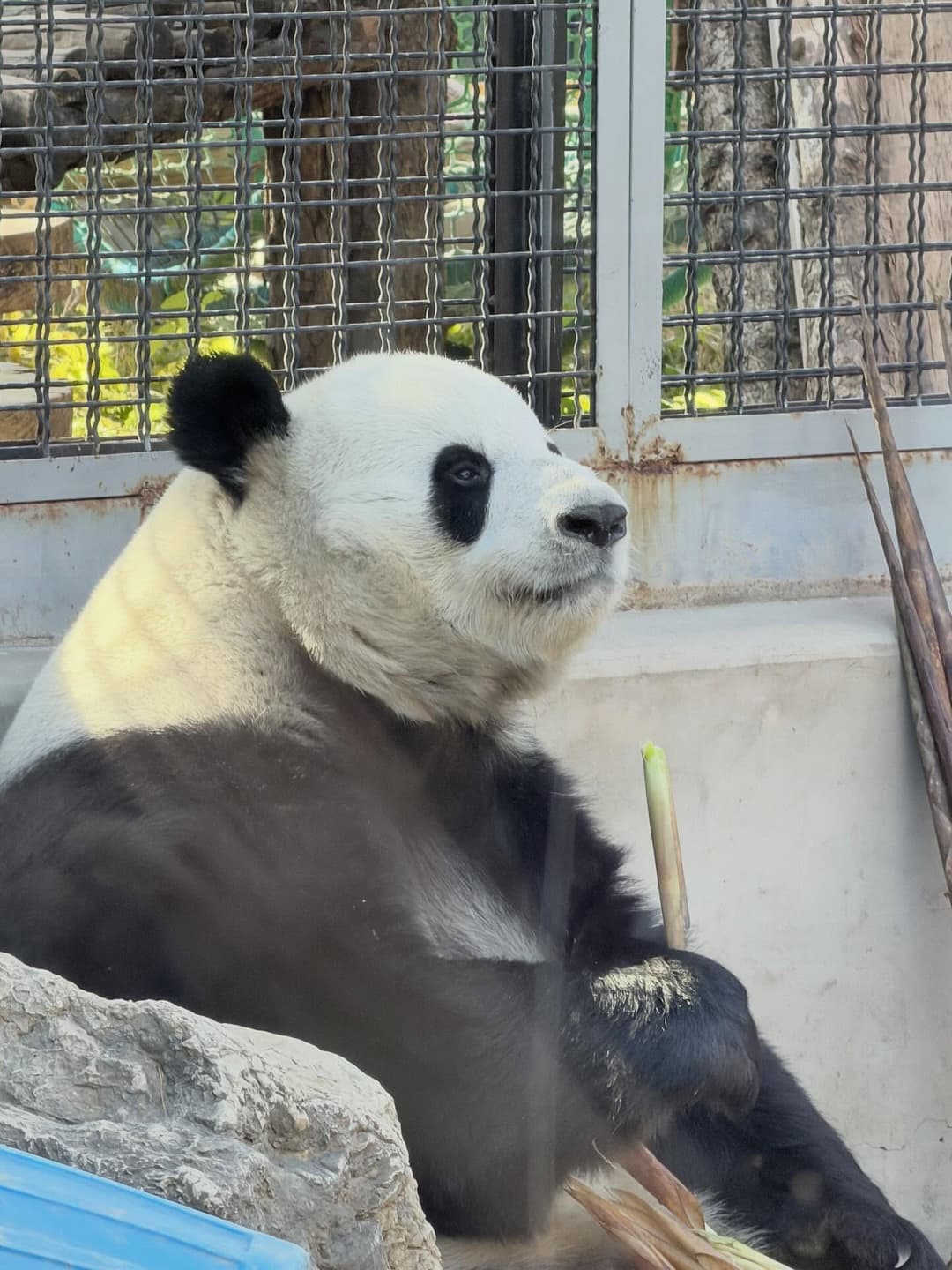 Panda queue map. 6