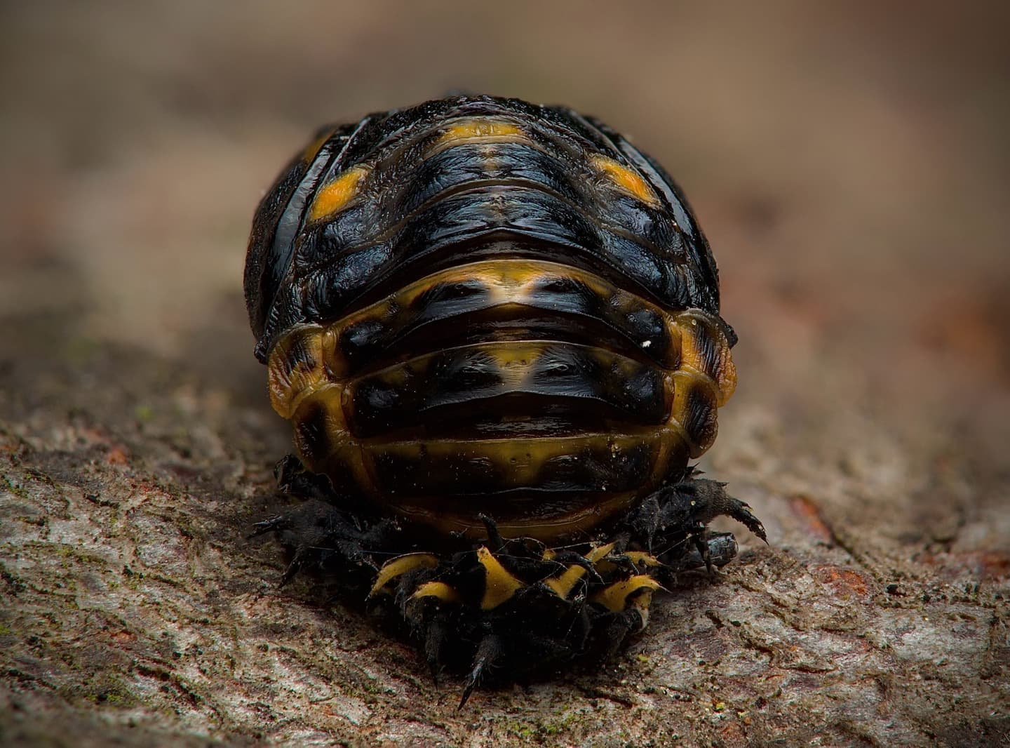 Ladybird