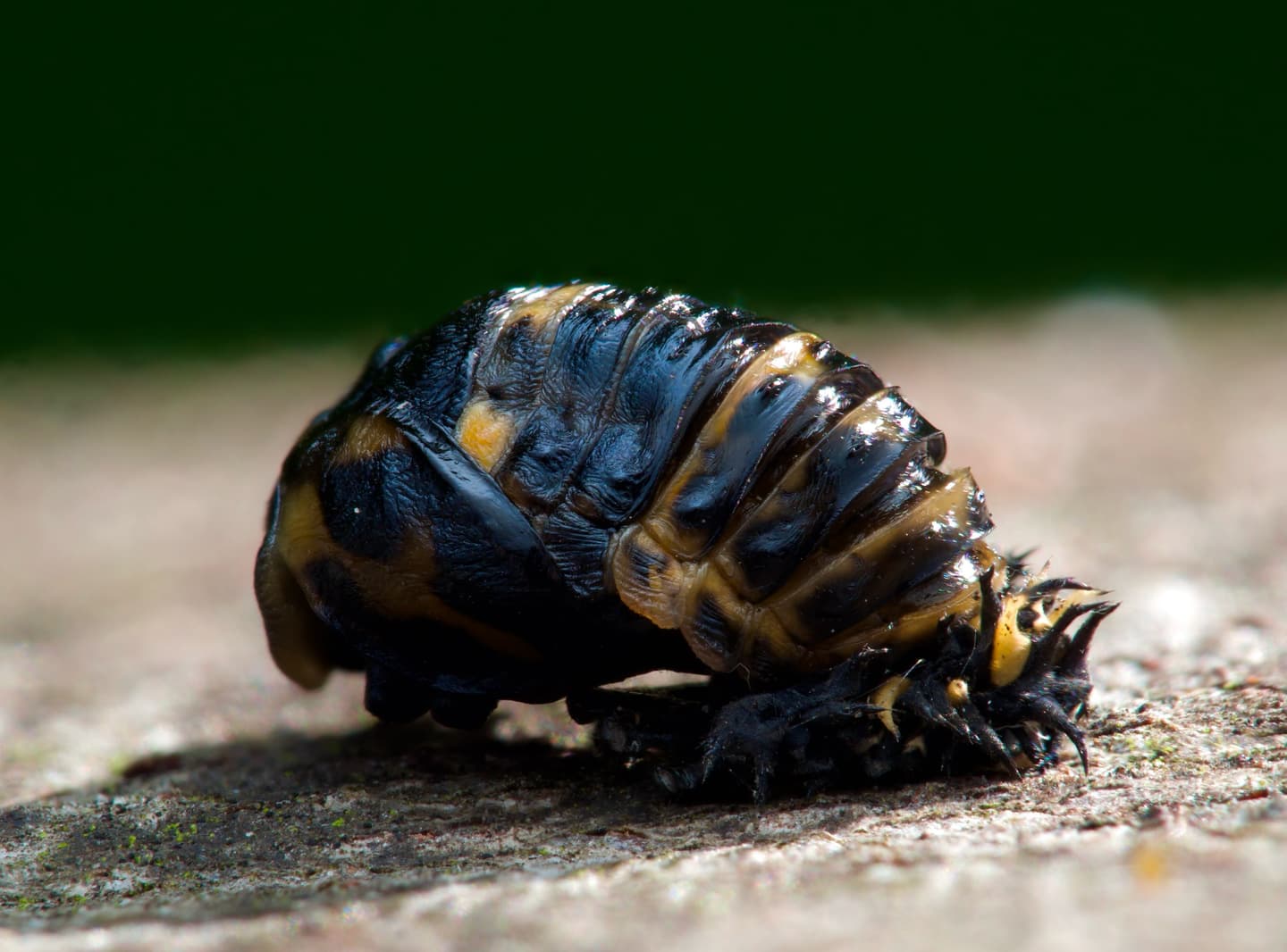 Ladybird 2