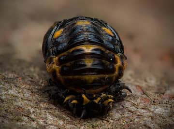 Ladybird 3