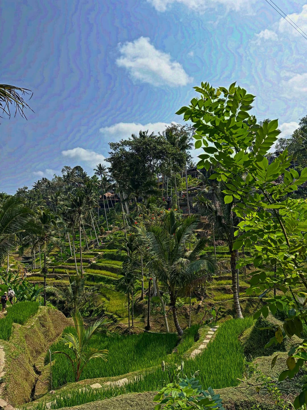 Bali Rice Terraces Map 8