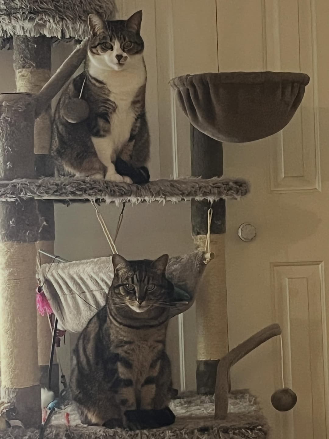 Our lovely pets map 2