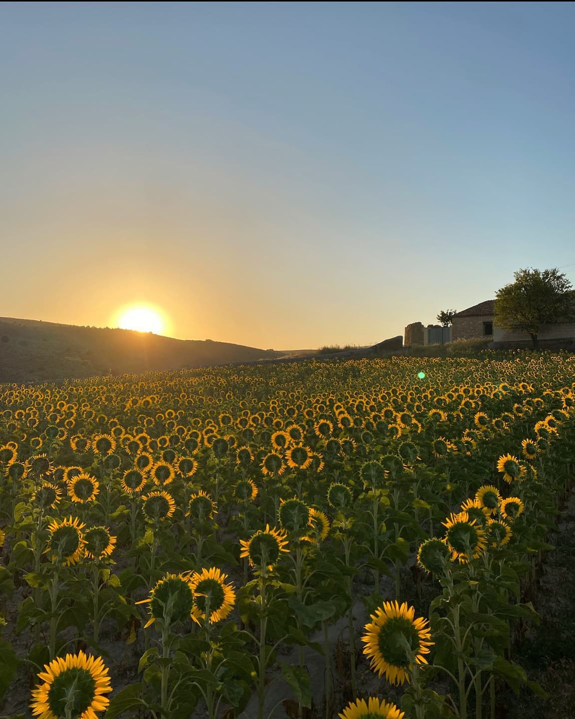 🌻