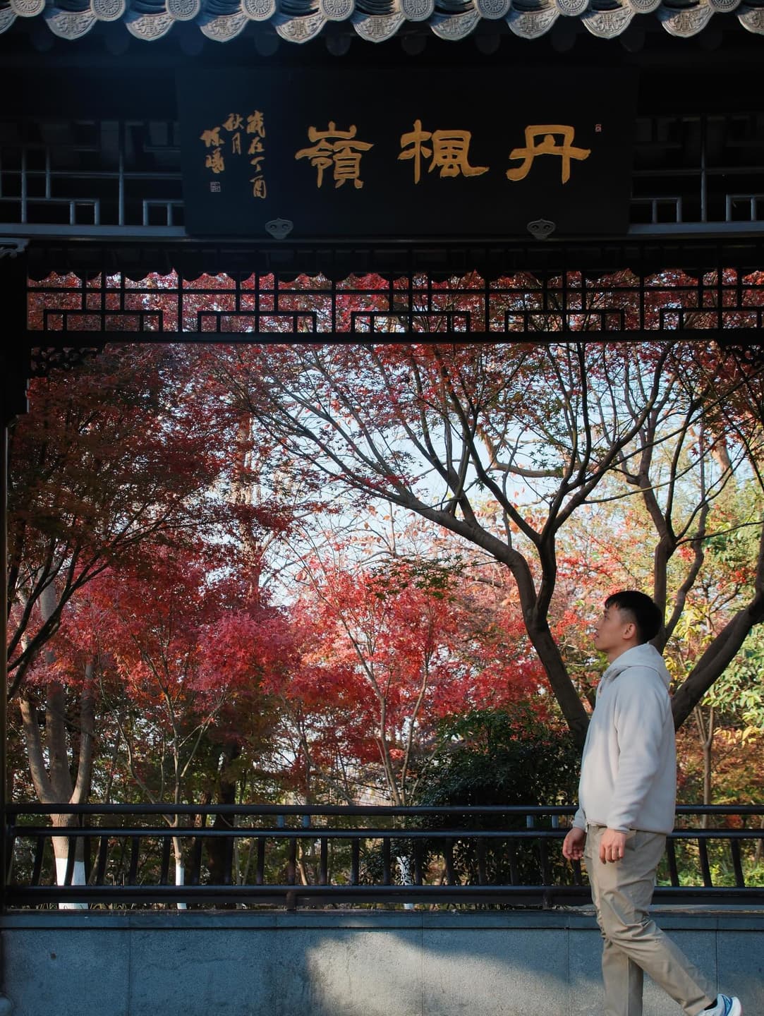 Chinese parasol tree 5