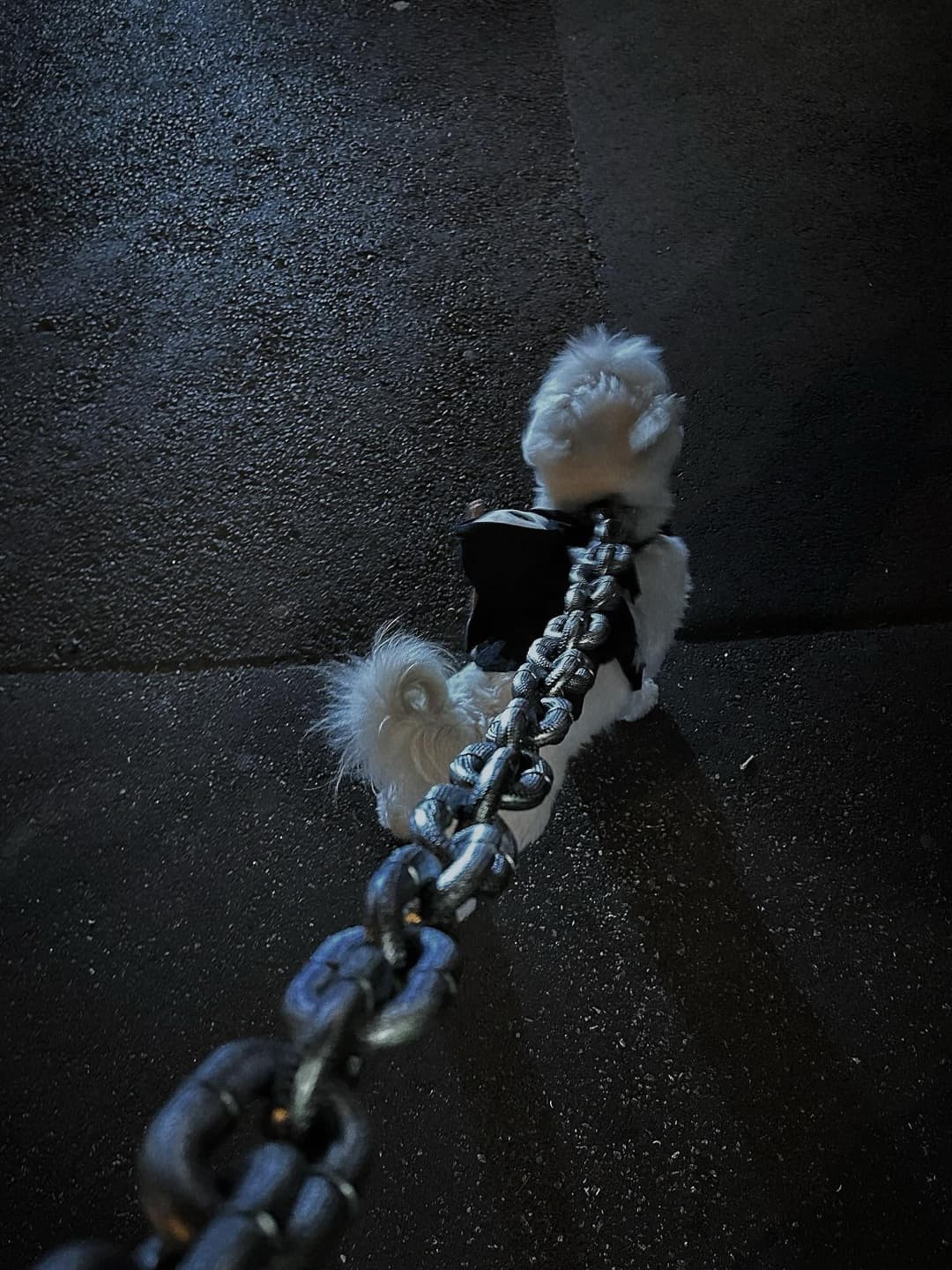 👻🪄🐶🐾 3