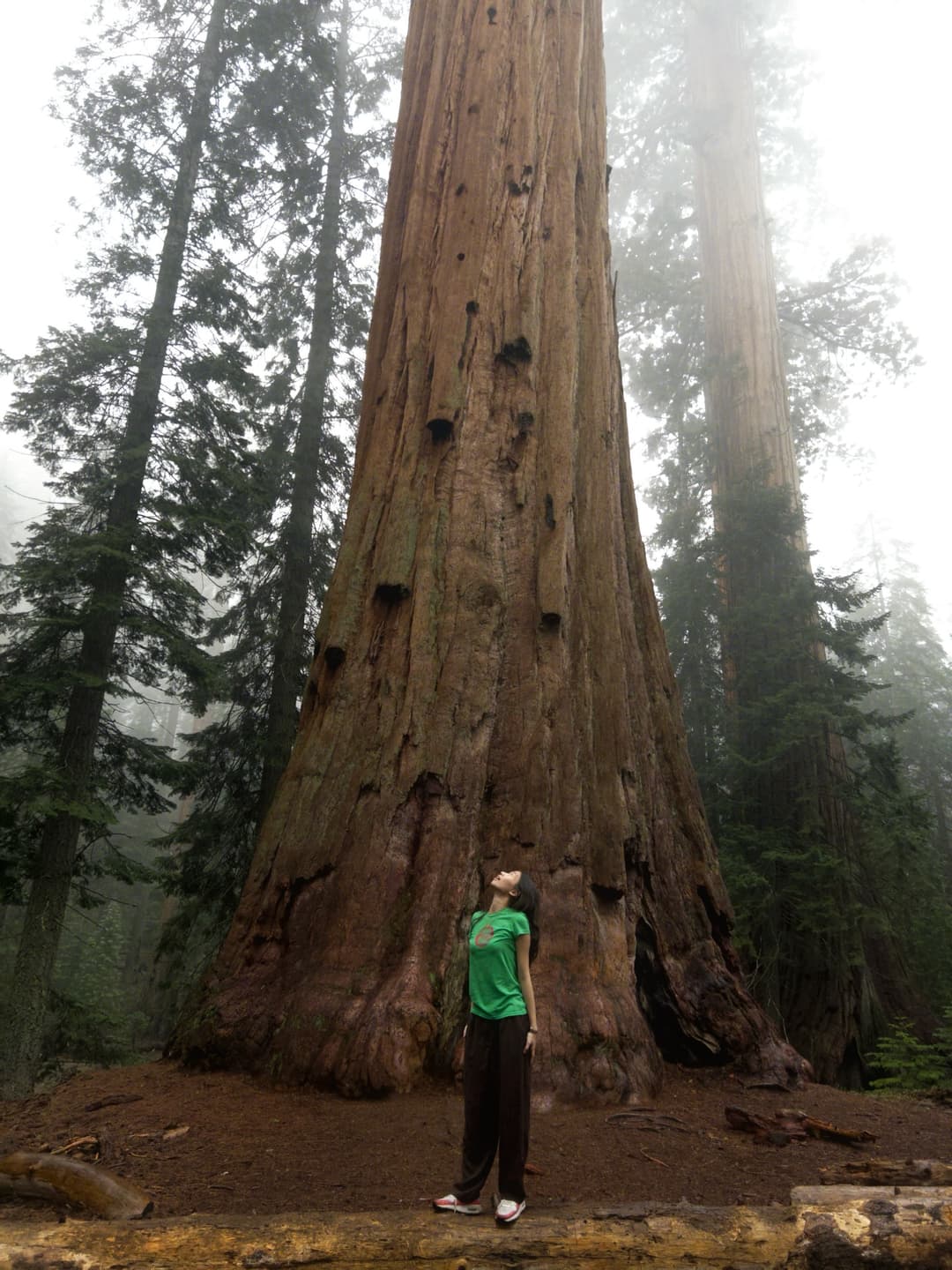 A Sequoia National Park Adventure
