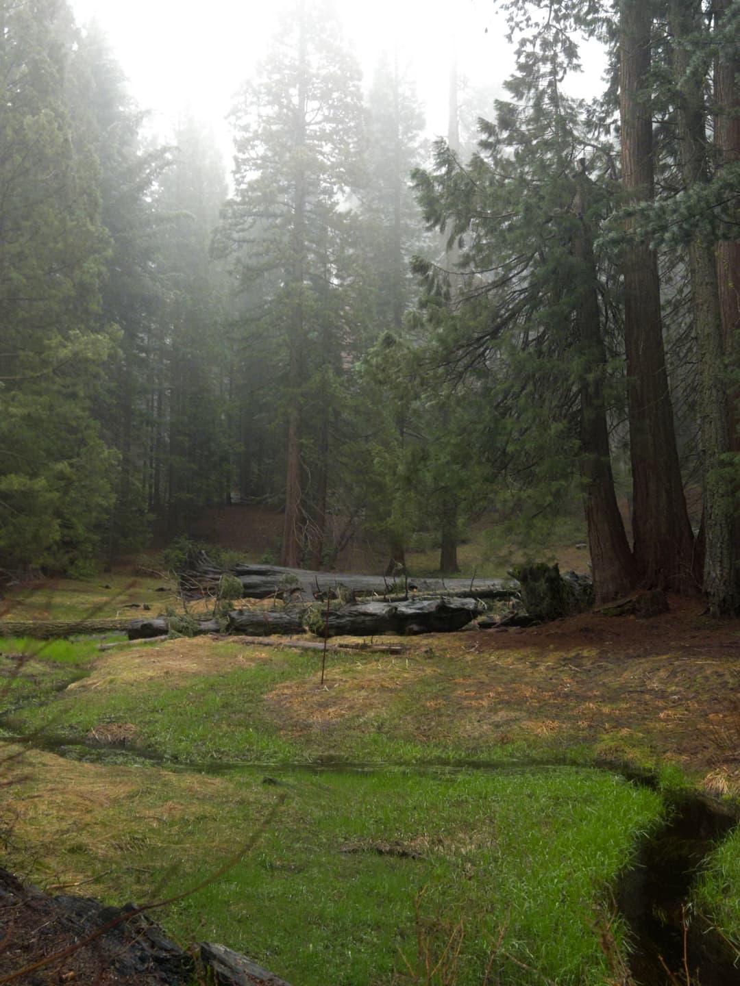 A Sequoia National Park Adventure 2