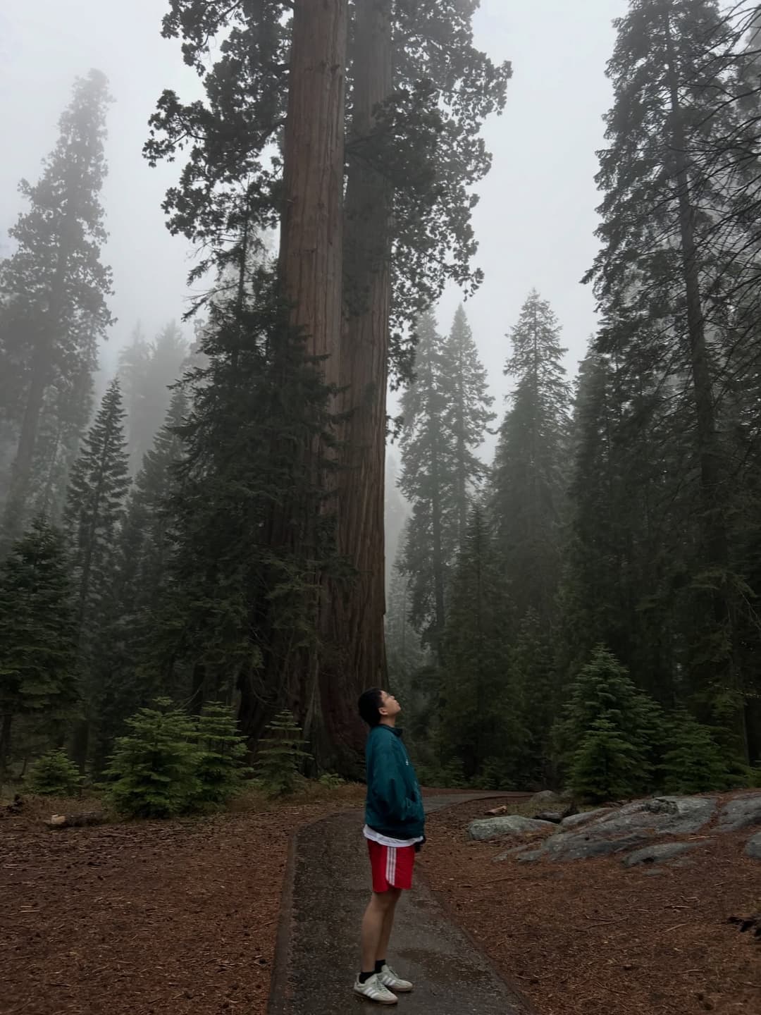 A Sequoia National Park Adventure 5