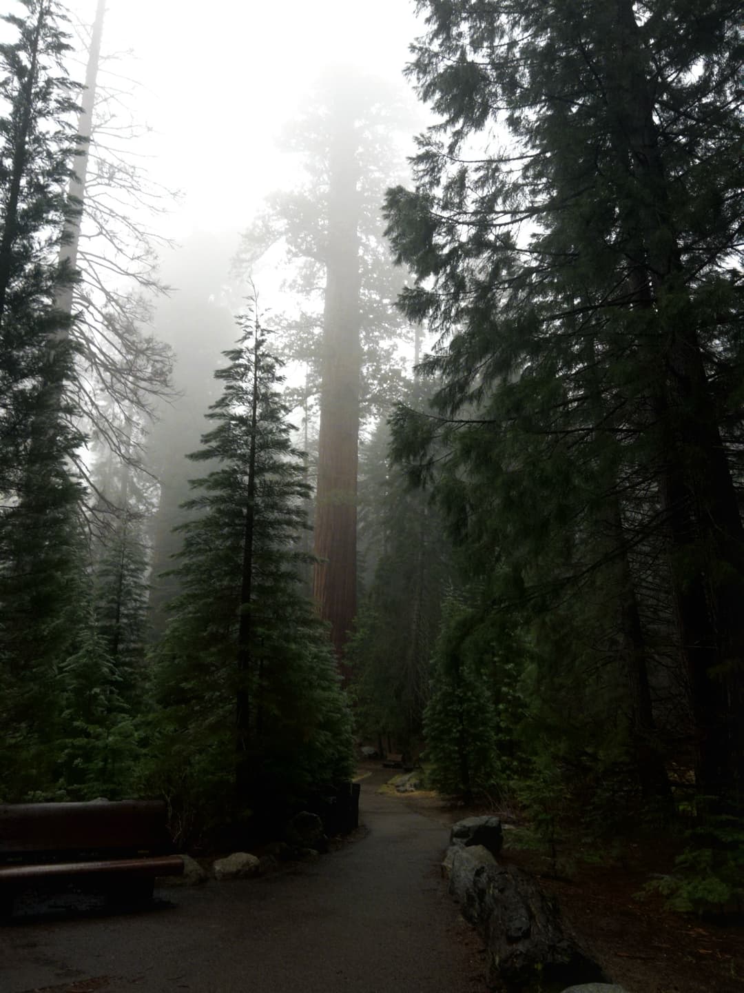 A Sequoia National Park Adventure 6