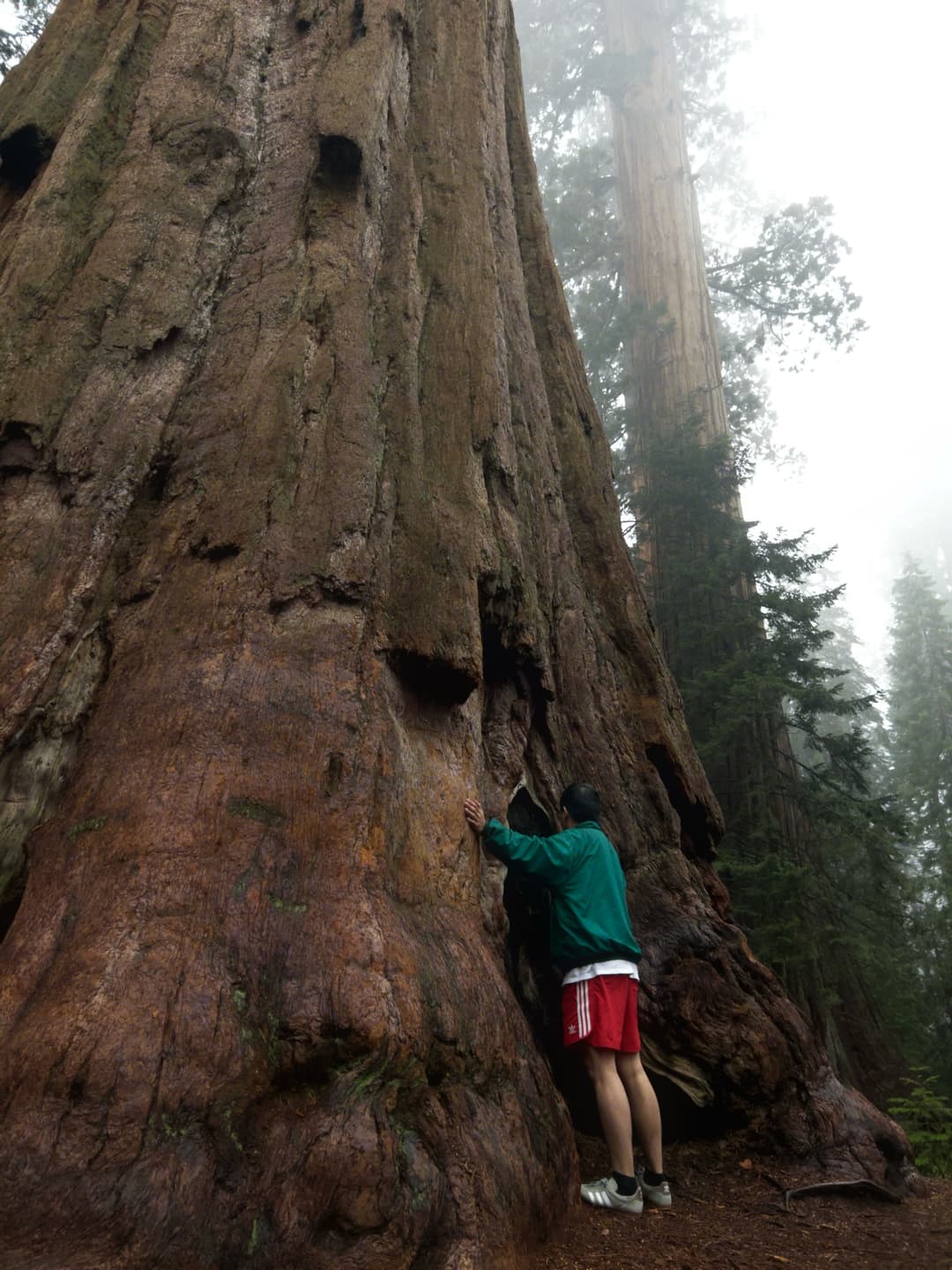 A Sequoia National Park Adventure 7