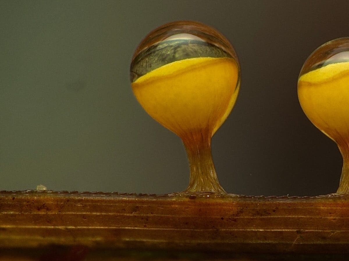 Forest Slime Mould Finds 2