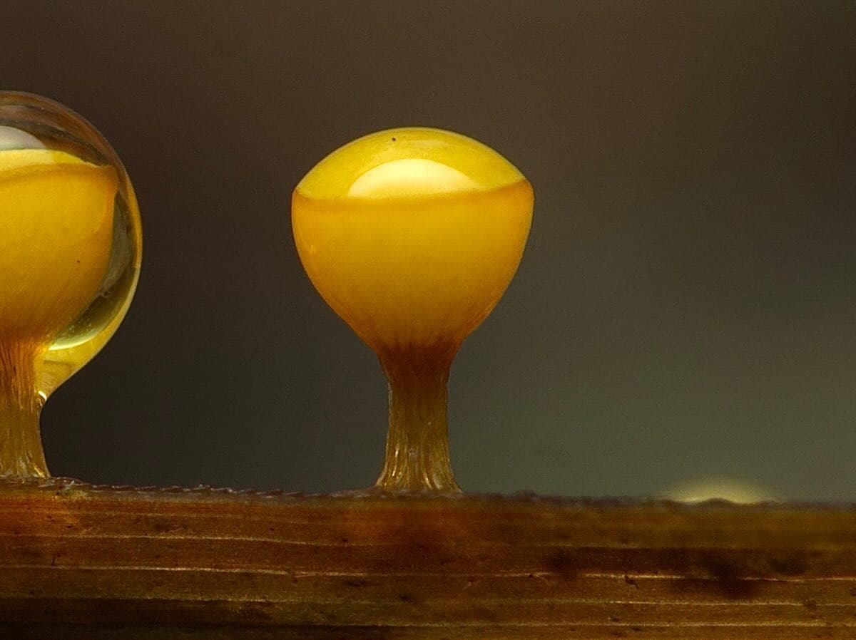 Forest Slime Mould Finds 3