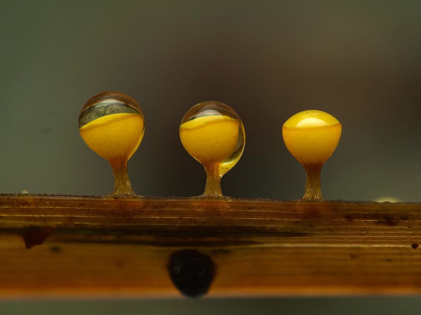 Forest Slime Mould Finds 4
