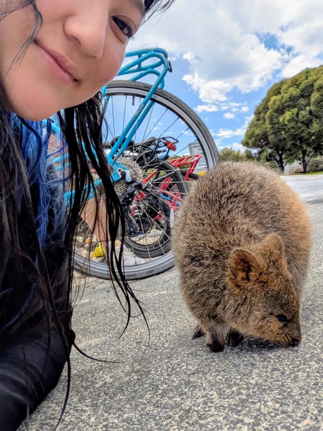 Perth and Rottnest Island Quokkas 2