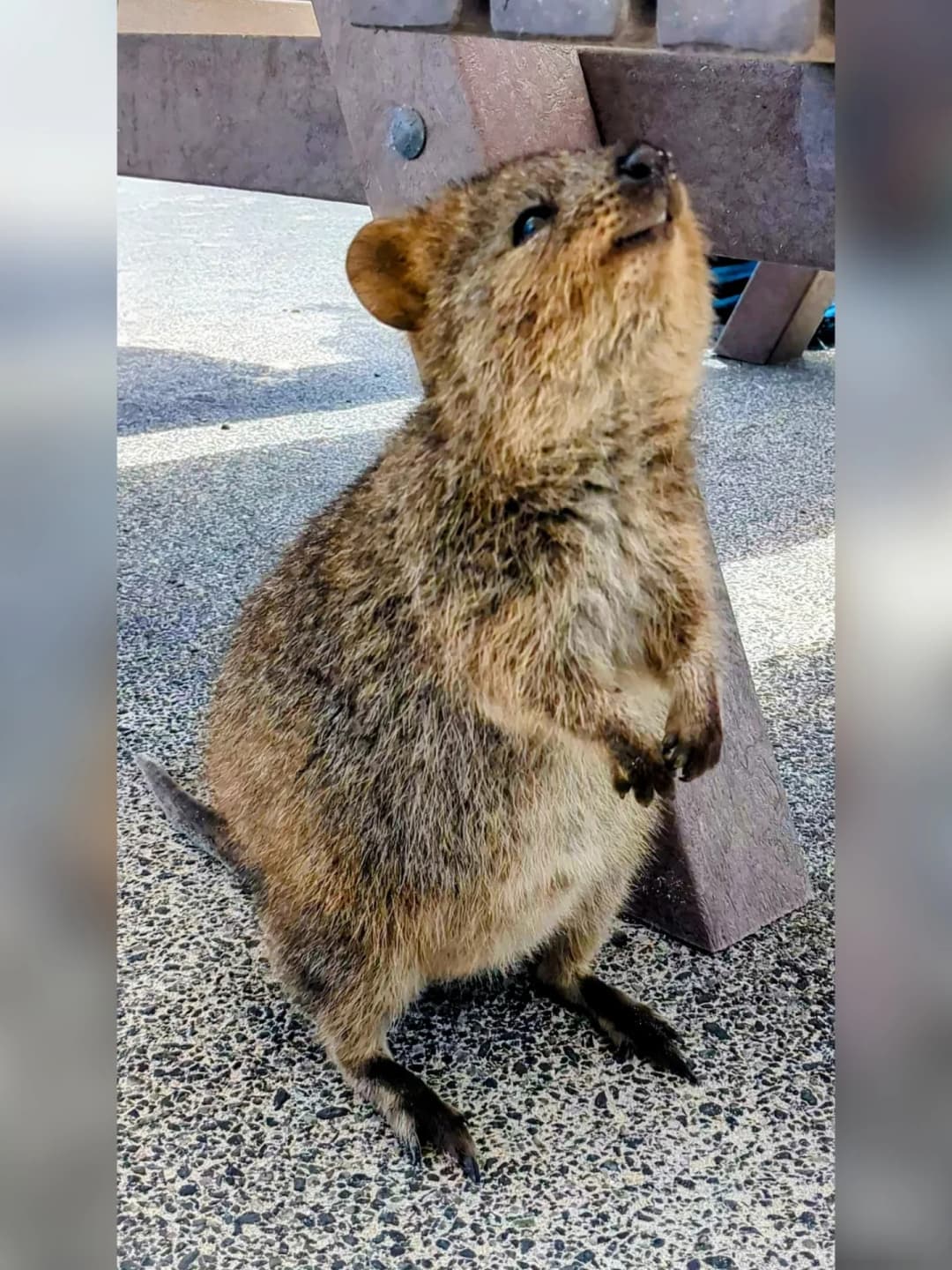 Perth and Rottnest Island Quokkas 4