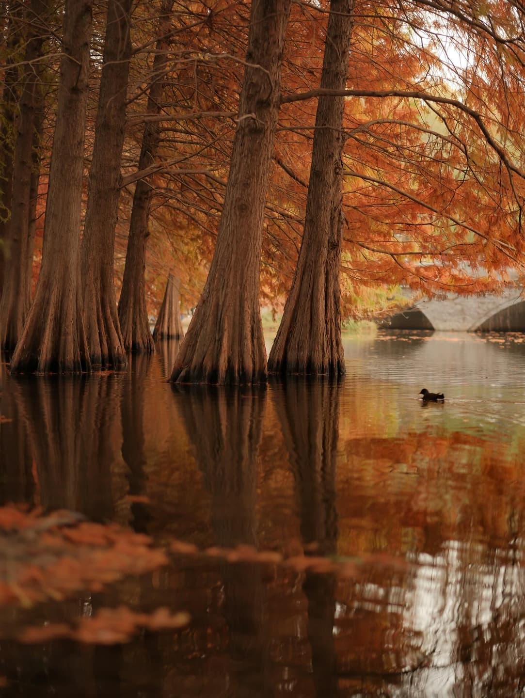 Lacking wood, ask for counsel. Lacking water, ask for gentleness. 6