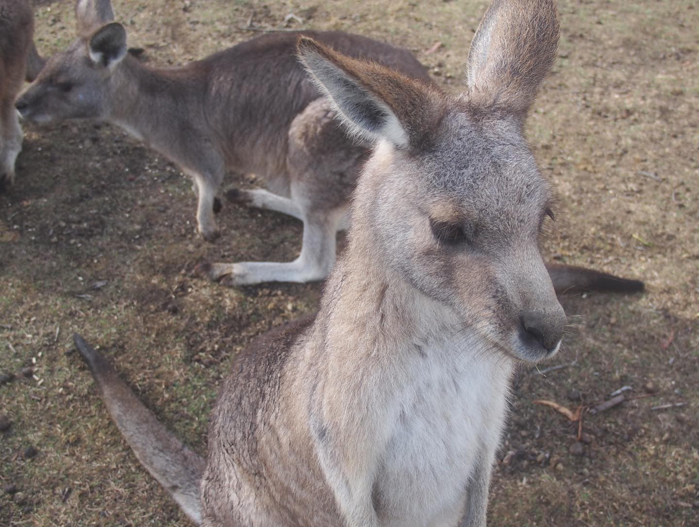 I love Tassie❤️📷🦘🐨 4