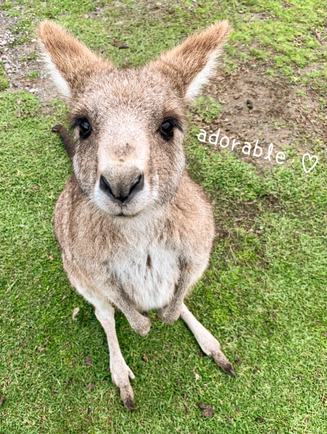 Australian Small Animal Map 2