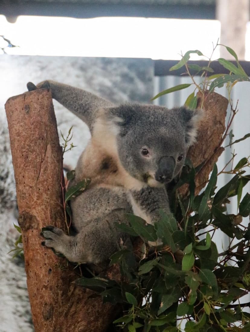 Australian Small Animal Map 5