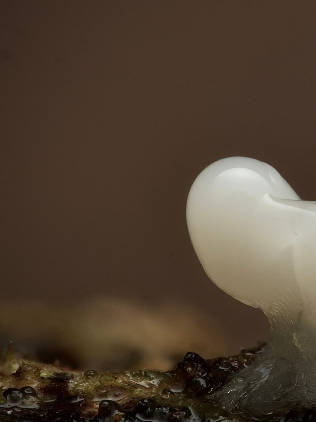 Slime Mould Exploration Map 2