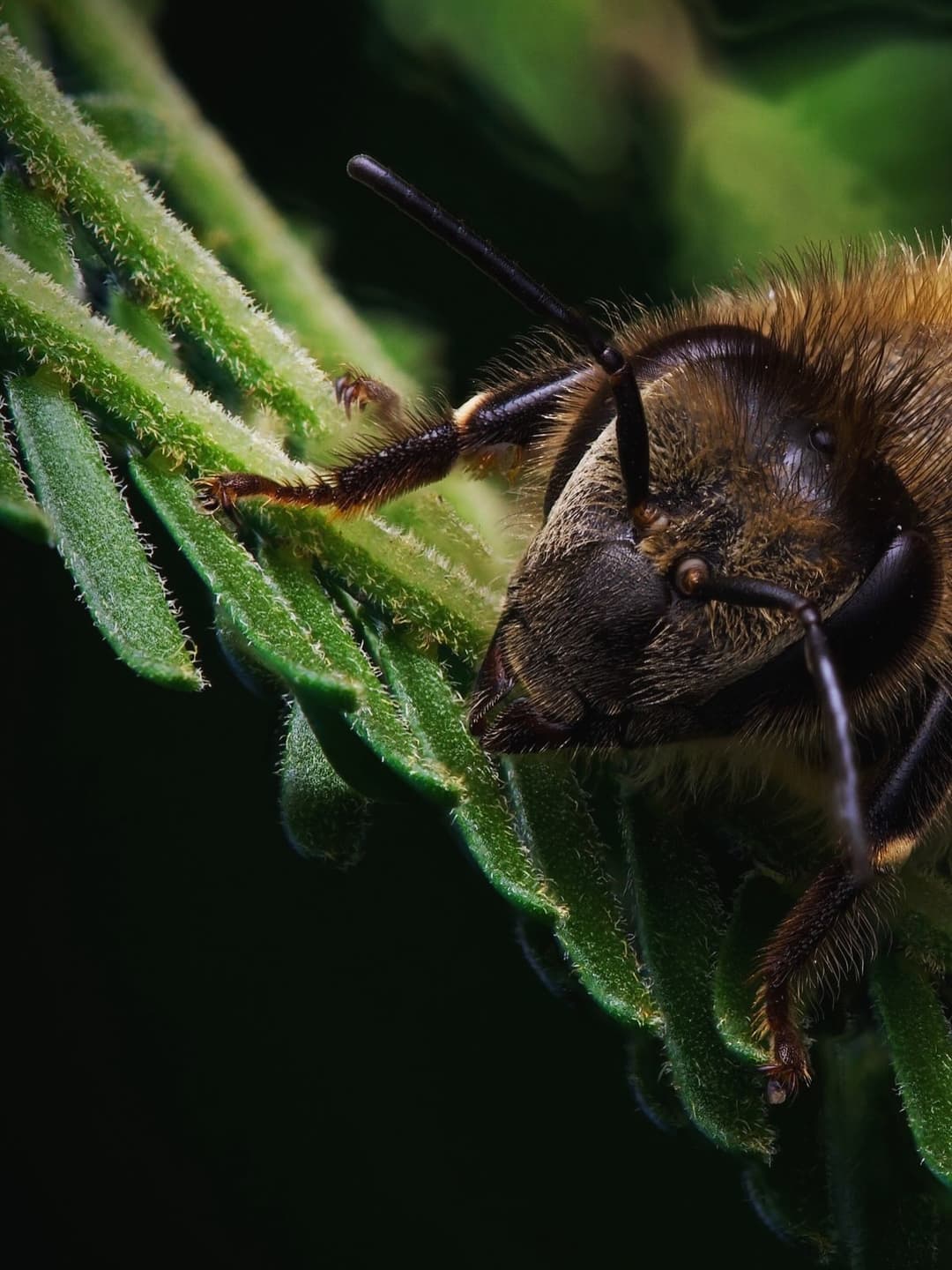 More Bee Pics