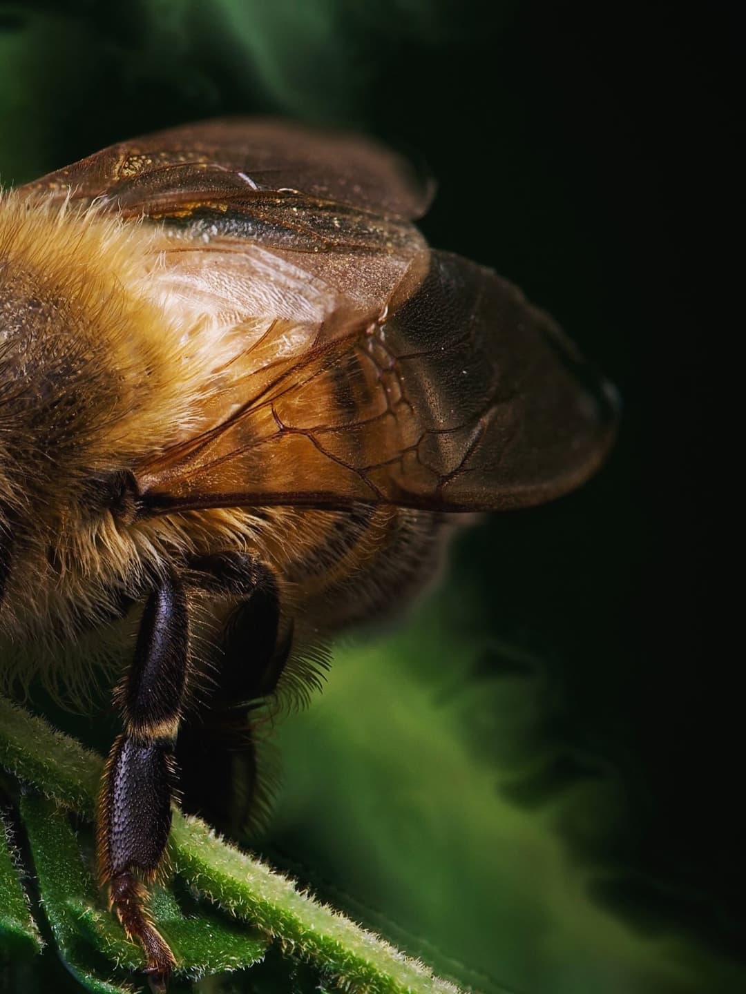More Bee Pics 2