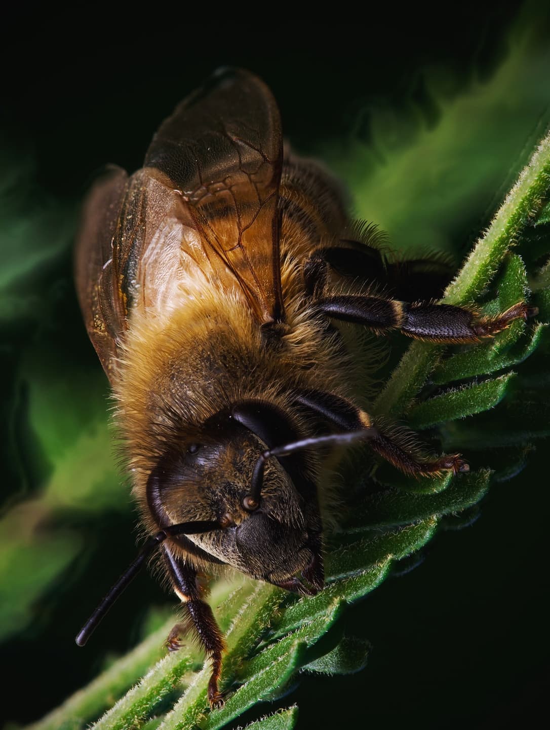 More Bee Pics 3