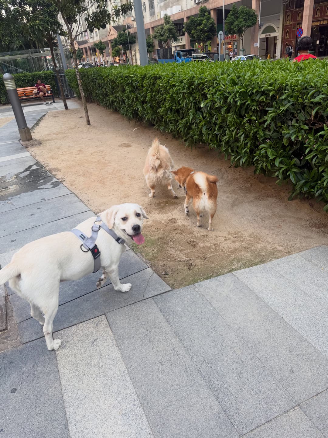 A day cured by a dog 🤍 8