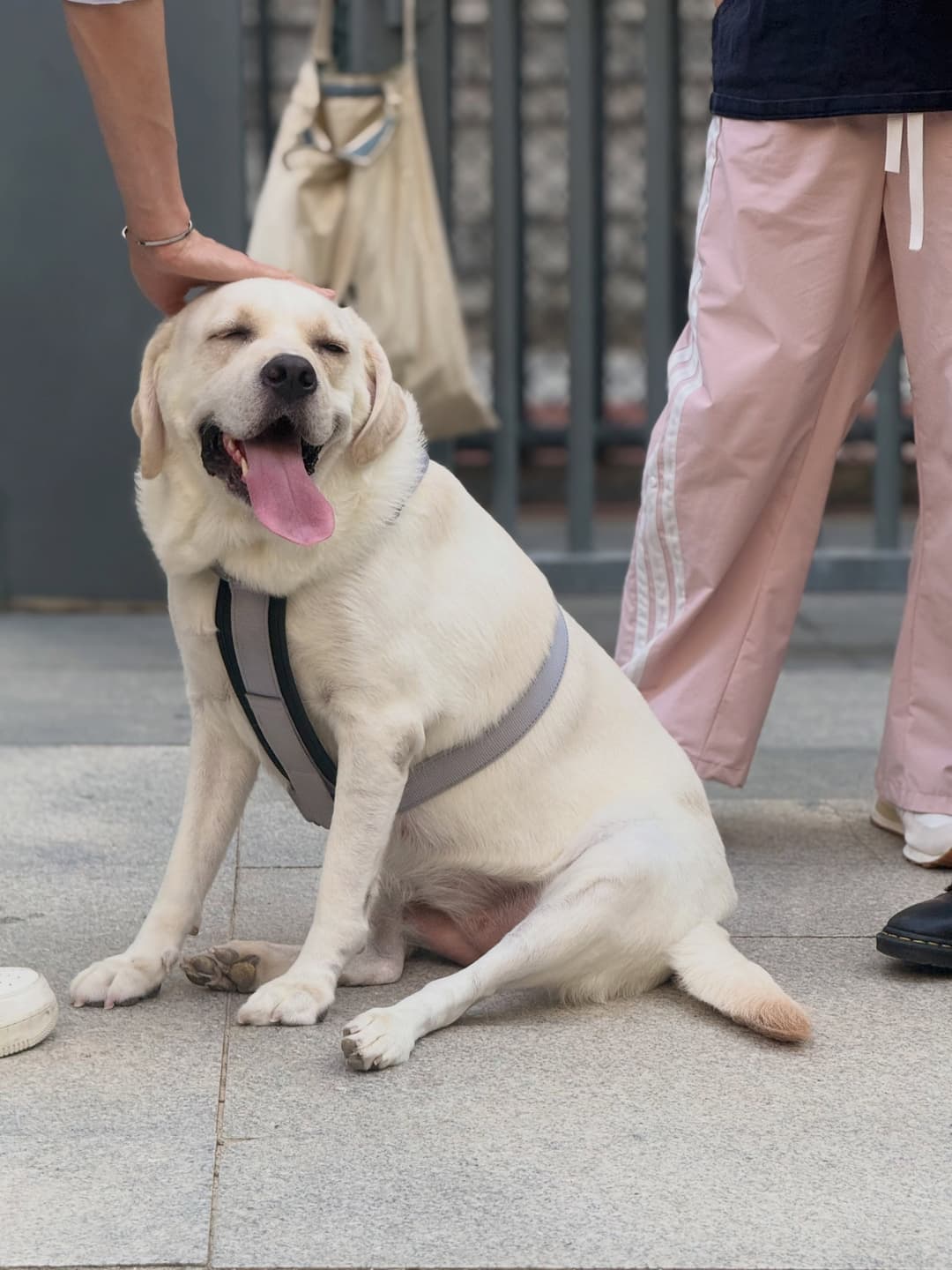 A day cured by a dog 🤍 4
