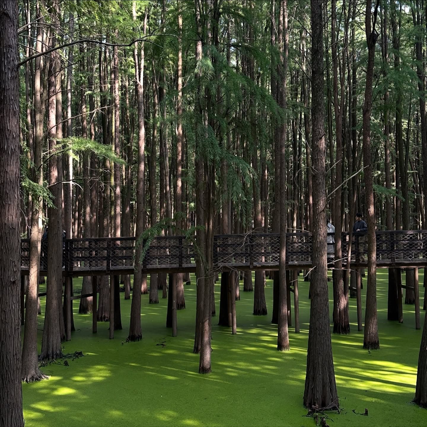 Matcha Dream Map 4