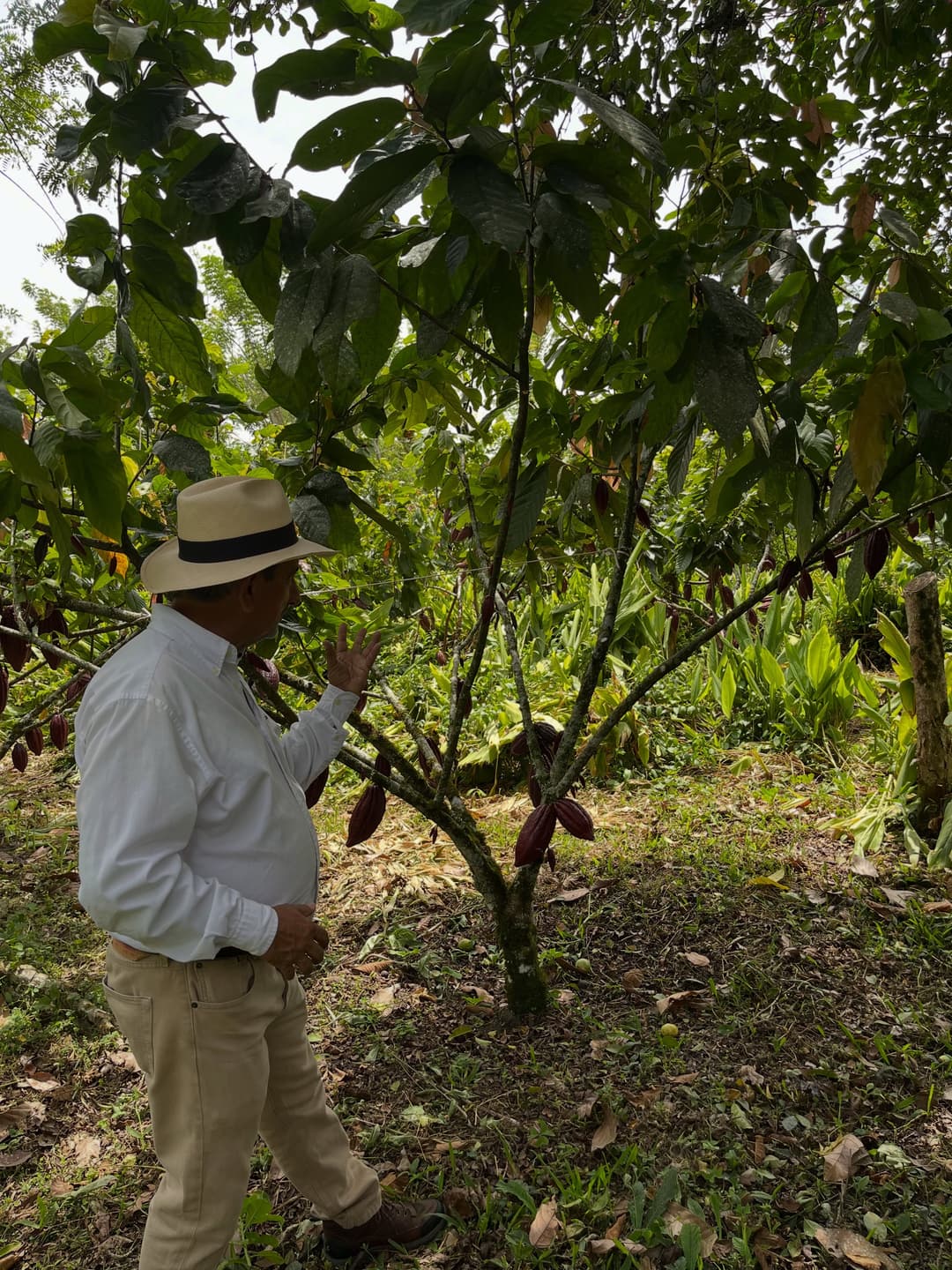 Colombian Coffee Quality Journey 7