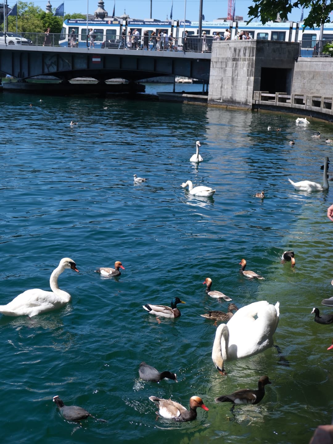 Saw a swan do a somersault! 🦢🍃🌳 7