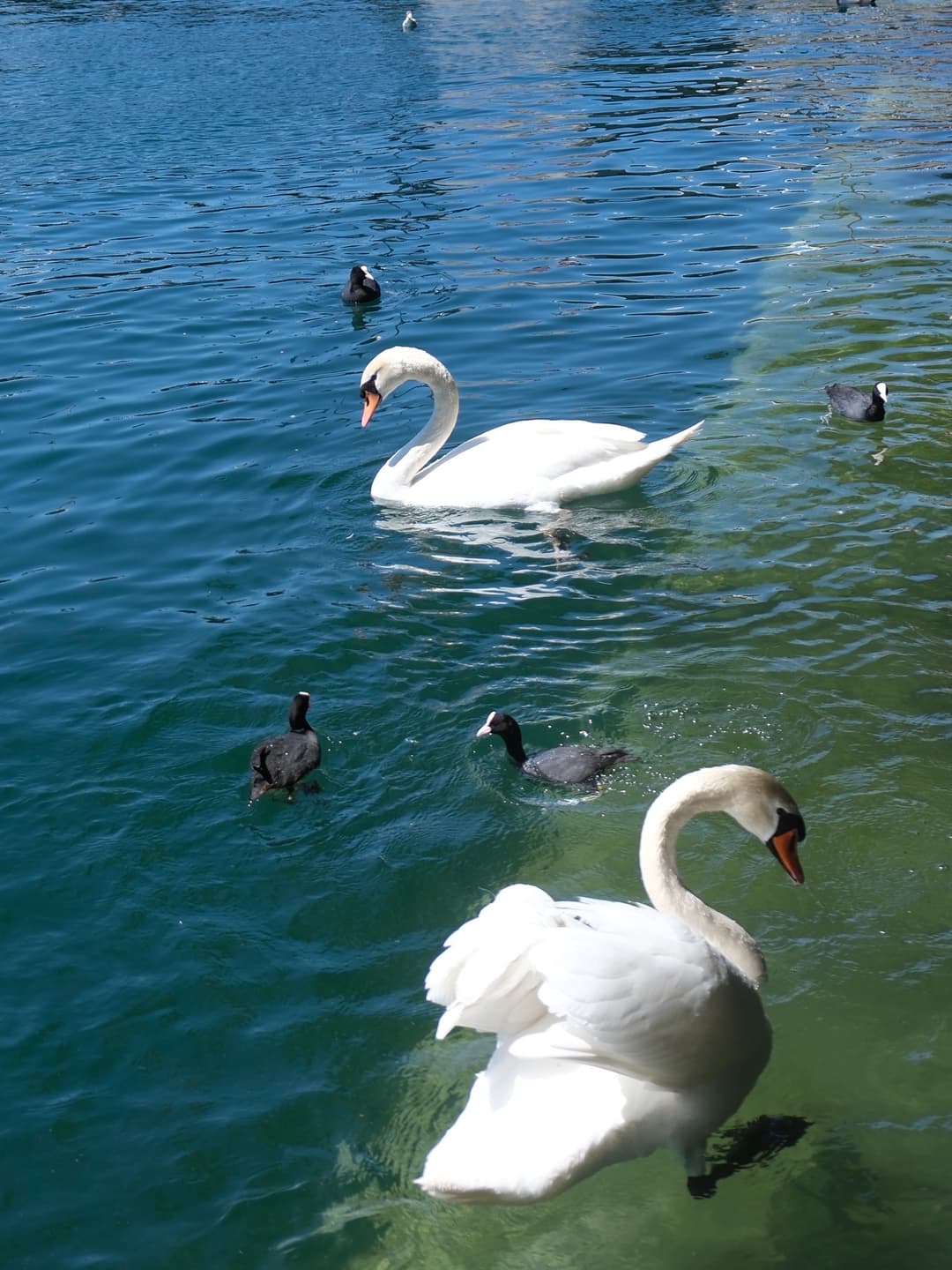 Saw a swan do a somersault! 🦢🍃🌳 8