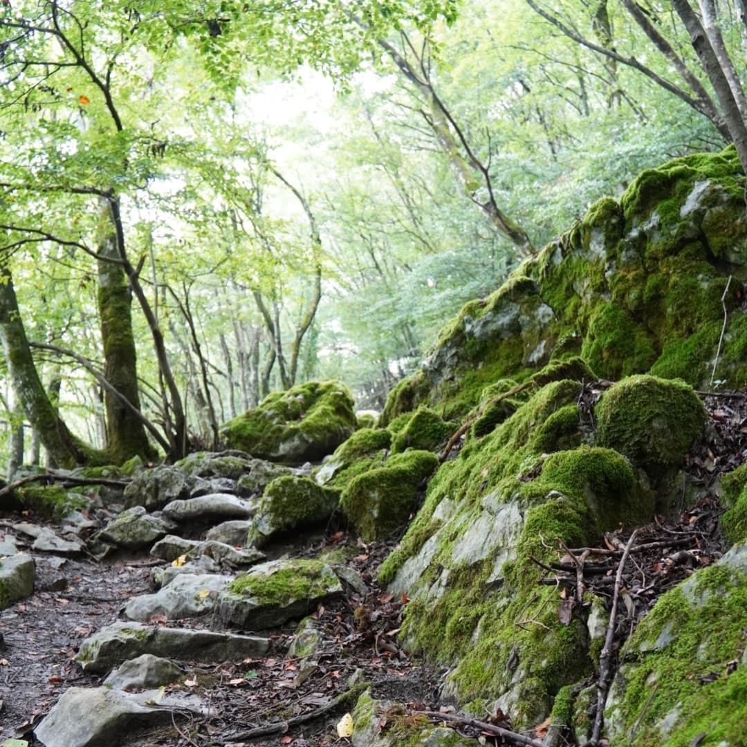 Mount Ryōzen Hike and Hikone Castle 5