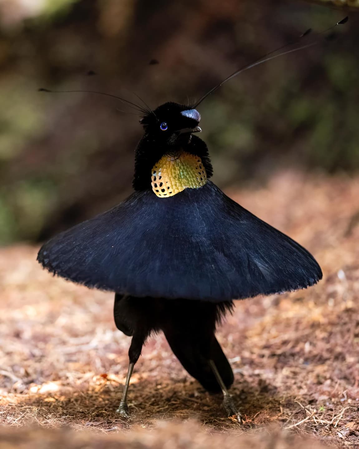 Western Parotia in